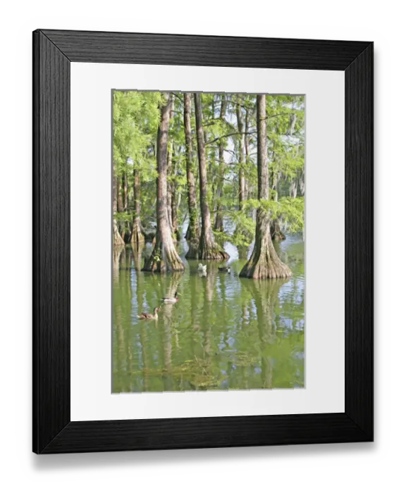 Framed Print : Bald cypress trees, Greenfield Lake, Wilmington, North Carolina Framed Print : Bald cypress trees, Greenfield Lake, Wilmington, North Carolina