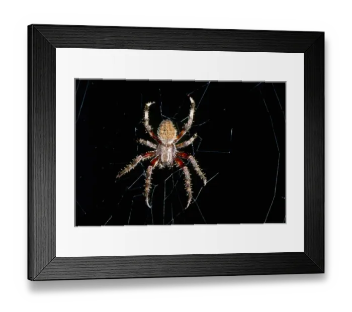 Framed Print : USA, North Carolina, Burlington, Barn Spider (Araneus cavaticus) Framed Print : USA, North Carolina, Burlington, Barn Spider (Araneus cavaticus)