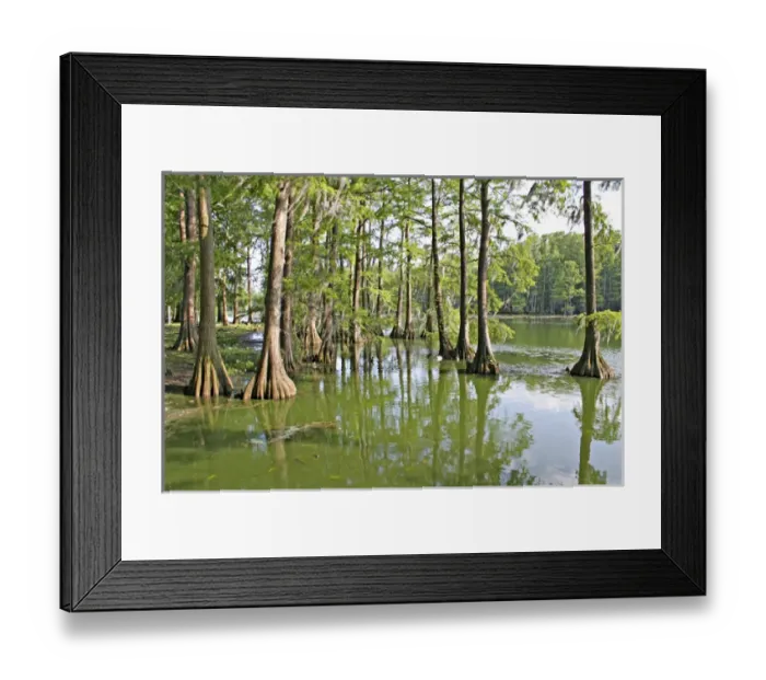 Framed Print : Bald cypress trees, Greenfield Lake, Wilmington, North Carolina Framed Print : Bald cypress trees, Greenfield Lake, Wilmington, North Carolina
