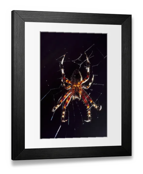 Framed Print : USA, North Carolina, Burlington, Barn Spider (Araneus cavaticus) Framed Print : USA, North Carolina, Burlington, Barn Spider (Araneus cavaticus)