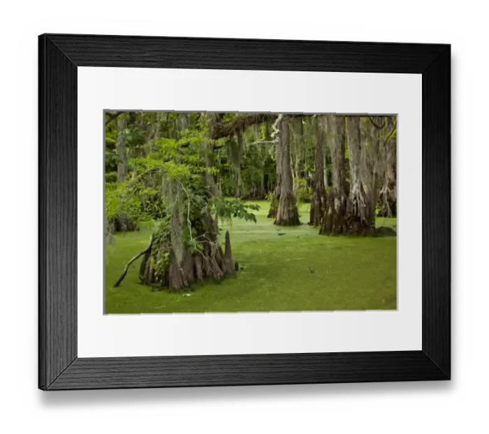 Framed Print : USA, North Carolina, Merchants Millpond State Park, Cypress trees growing in swamp