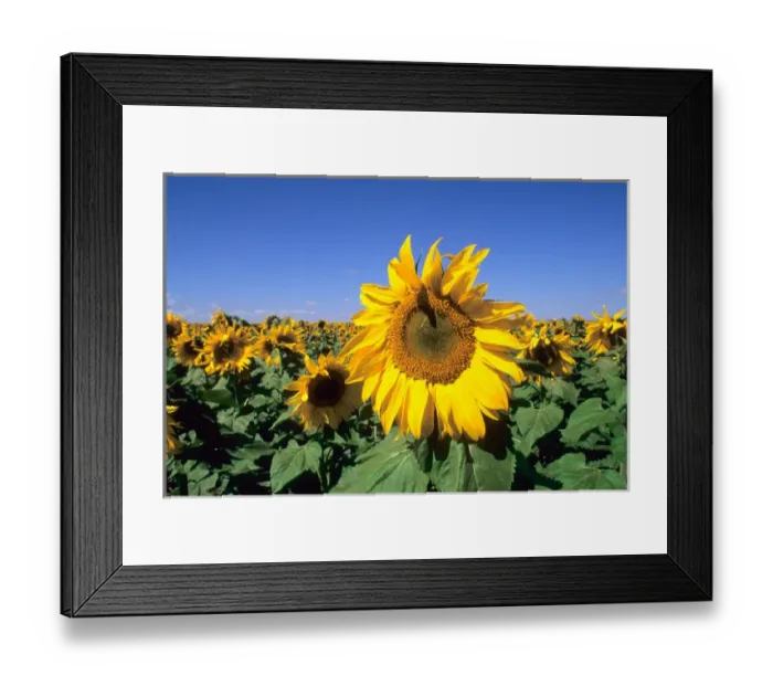 Framed Print : Wild colors of sunflowers in Jamestown North Dakota Framed Print : Wild colors of sunflowers in Jamestown North Dakota