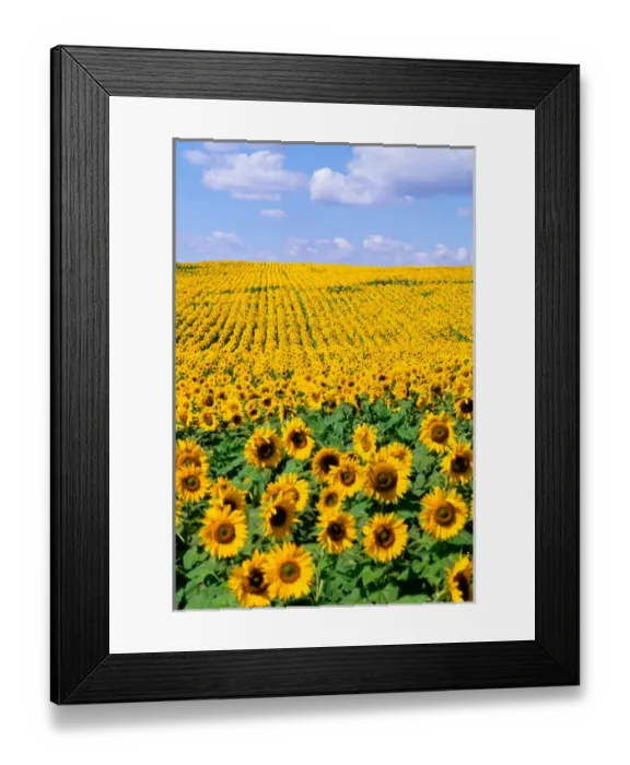 Framed Print : Wild colors of sunflowers in Jamestown North Dakota Framed Print : Wild colors of sunflowers in Jamestown North Dakota