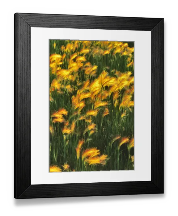 Framed Print : Foxtail Barley in North Dakota