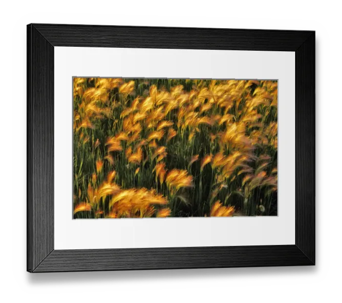 Framed Print : Foxtail Barley in North Dakota