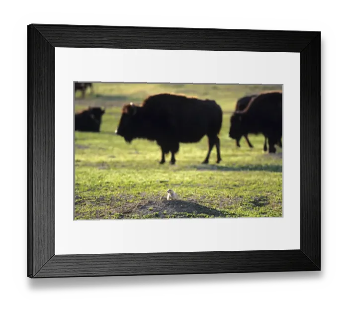 Framed Print : Prairie Dog with Bison at Theodore Rooosevelt National Park in North Dakota Framed Print : Prairie Dog with Bison at Theodore Rooosevelt National Park in North Dakota