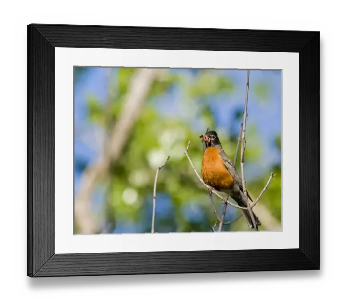 Framed Print : Robin with mouthful of worms at Theodore Roosevelt National Park in North Dakota Framed Print : Robin with mouthful of worms at Theodore Roosevelt National Park in North Dakota
