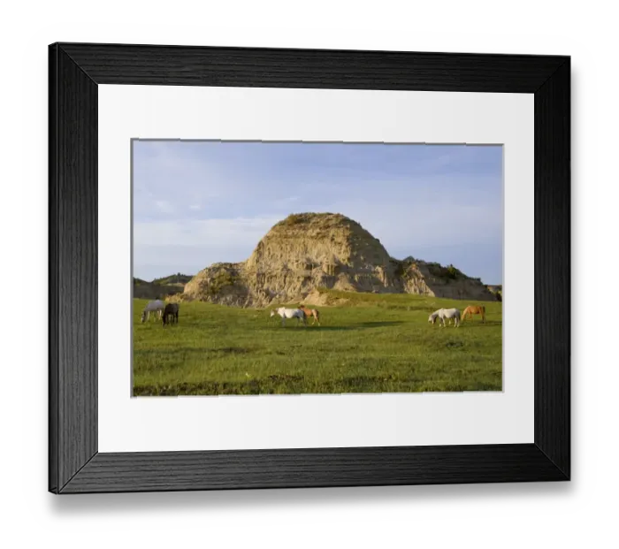 Framed Print : Wild horses graze in Theodore Roosevelt National Park in North Dakota
