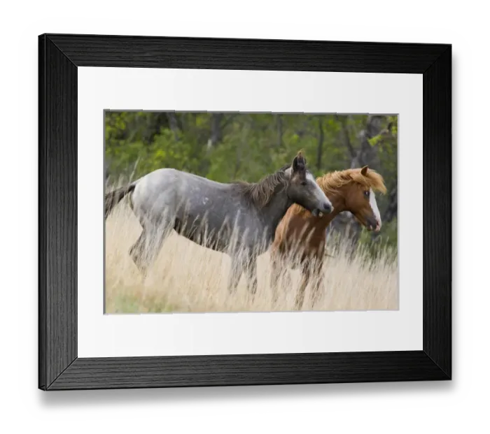 Framed Print : Wild horses fighting in Theodore Roosevelt National Park in North Dakota Framed Print : Wild horses fighting in Theodore Roosevelt National Park in North Dakota