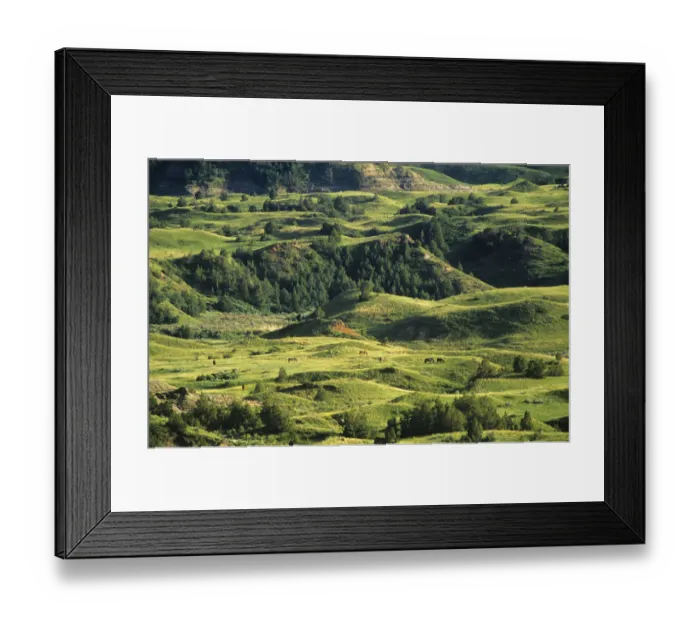 Framed Print : Herd of wild horses graze prairie grass at Theodore Rooosevelt National Park in North