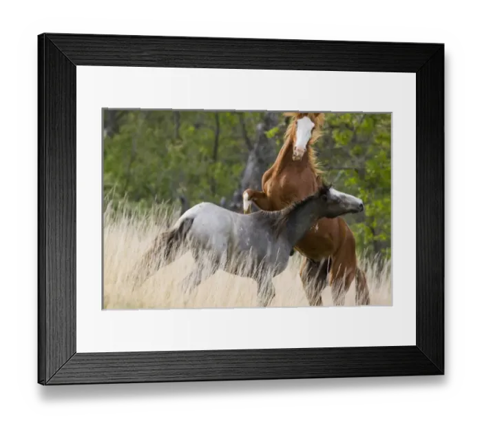 Framed Print : Wild horses fighting in Theodore Roosevelt National Park in North Dakota Framed Print : Wild horses fighting in Theodore Roosevelt National Park in North Dakota