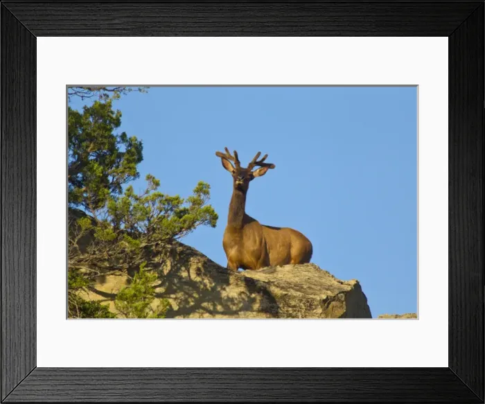 Framed Print : Elk in velvet at Theodore Rooosevelt National Park, North Dakota, USA Framed Print : Elk in velvet at Theodore Rooosevelt National Park, North Dakota, USA