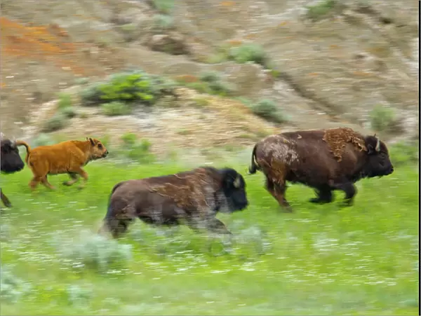 Bison herd on the run at Theodore Rooosevelt National Park, North Dakota, USA