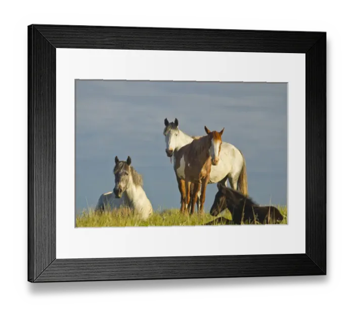 Framed Print : Wild horses at Theodore Rooosevelt National Park, North Dakota, USA Framed Print : Wild horses at Theodore Rooosevelt National Park, North Dakota, USA