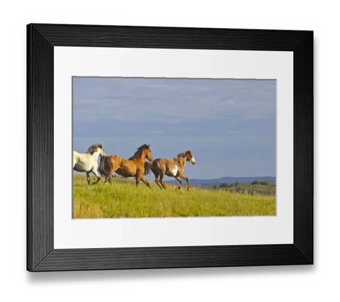 Framed Print : Wild Horse running at Theodore Rooosevelt National Park, North Dakota, USA Framed Print : Wild Horse running at Theodore Rooosevelt National Park, North Dakota, USA