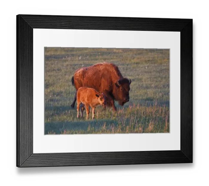Framed Print : Thoedore Roosevelt National Park, North Dakota, USA, American Bison (Bison bison) cow Framed Print : Thoedore Roosevelt National Park, North Dakota, USA, American Bison (Bison bison) cow