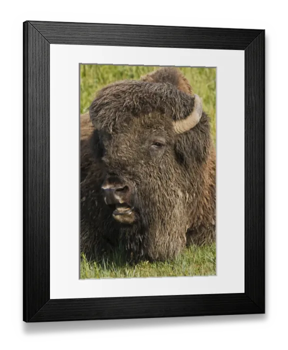 Framed Print : American Bison (Bison bison) male resting in grassland, Theodore Roosevelt National Park Framed Print : American Bison (Bison bison) male resting in grassland, Theodore Roosevelt National Park
