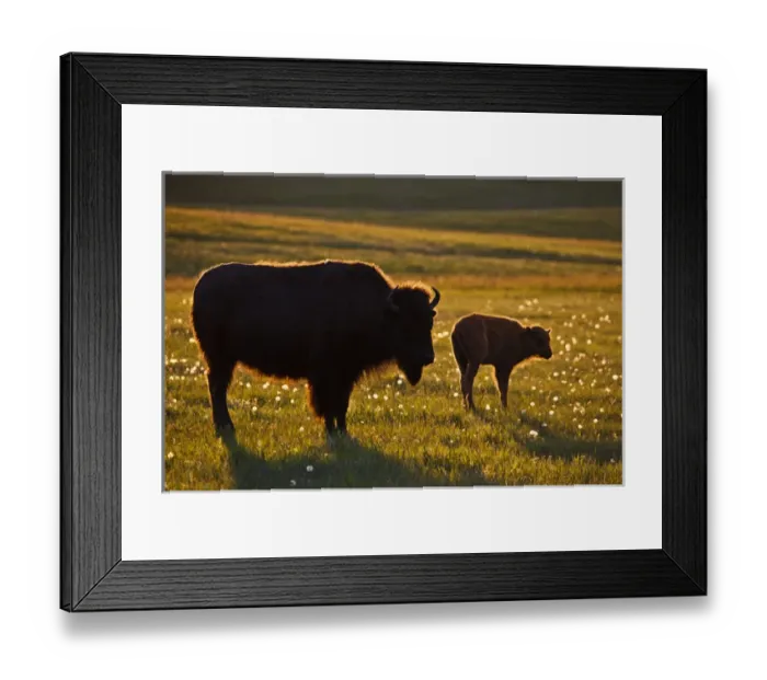 Framed Print : American Bison (Bison bison) female and young on North Dakota prairie at sunset