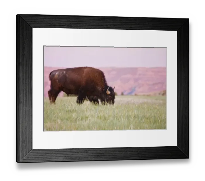 Framed Print : American Bison (Bison bison) male grazing on prairie grass at Theodore Roosevelt National Park Framed Print : American Bison (Bison bison) male grazing on prairie grass at Theodore Roosevelt National Park