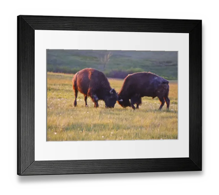 Framed Print : American Bison (Bison bison) males fighting