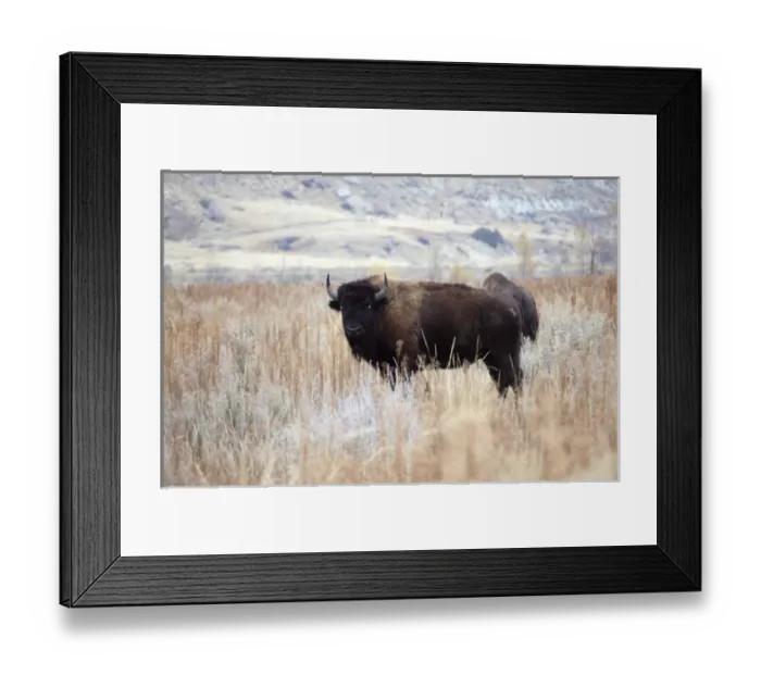 Framed Print : North Dakota, Medora. Buffalo wandering through campsite at Cottonwood Campground Framed Print : North Dakota, Medora. Buffalo wandering through campsite at Cottonwood Campground