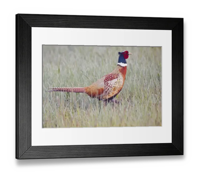 Framed Print : Ring-necked Pheasant (Phasianus colchicus) male in dew-covered grass, North Dakota
