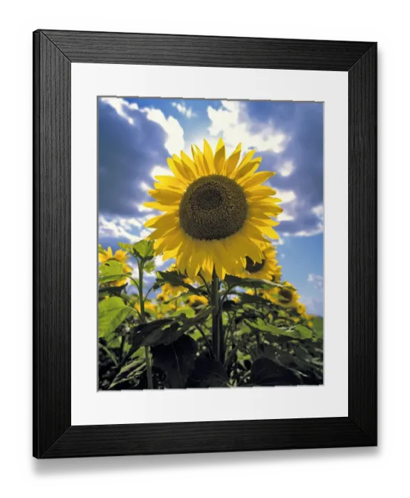 Framed Print : USA, North Dakota, Cass Co. Its easy to see how the sunflower got its name, in Cass County