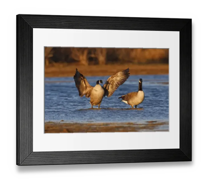 Framed Print : Lawton, Oklahoma, USA, Canada Goose (Branta canadensis) adult pair, autumn Framed Print : Lawton, Oklahoma, USA, Canada Goose (Branta canadensis) adult pair, autumn