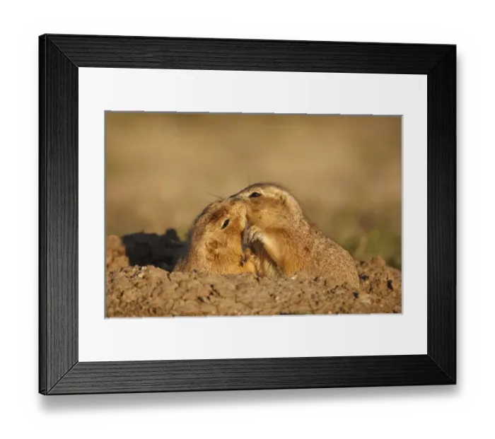 Framed Print : Wichita Mountains National Wildlife Refuge, Lawton, Oklahoma, USA, Black-tailed Prairie Dog