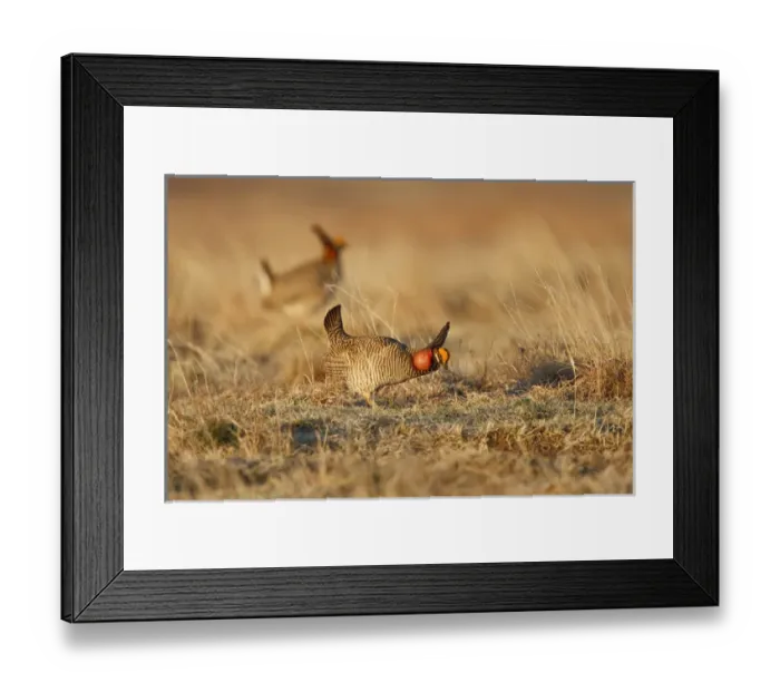 Framed Print : western Oklahoma, USA, Lesser Prairie Chicken (Tympanuchus pallidicinctus) male displaying on lek Framed Print : western Oklahoma, USA, Lesser Prairie Chicken (Tympanuchus pallidicinctus) male displaying on lek