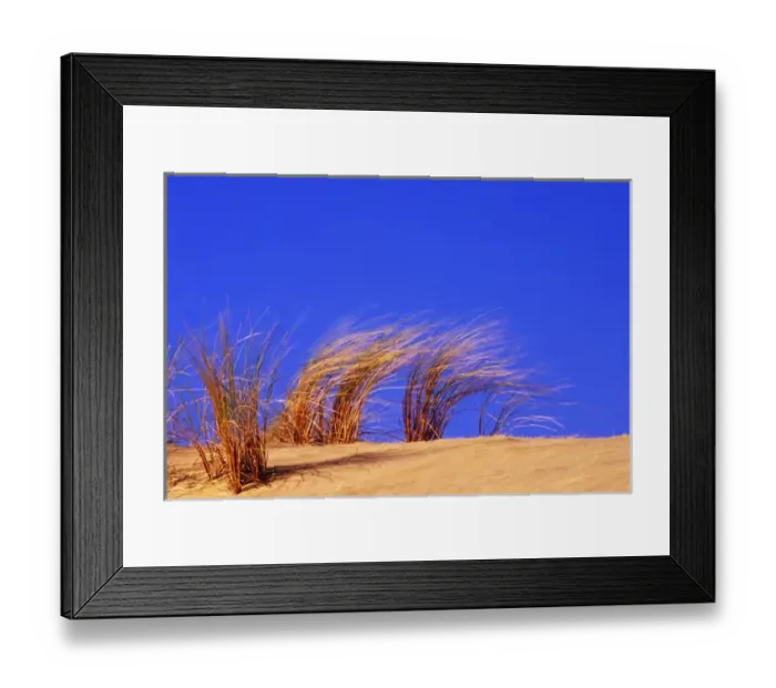 Framed Print : Grass blowing on dunes, Oregon Dunes National Recreation Area, Oregon