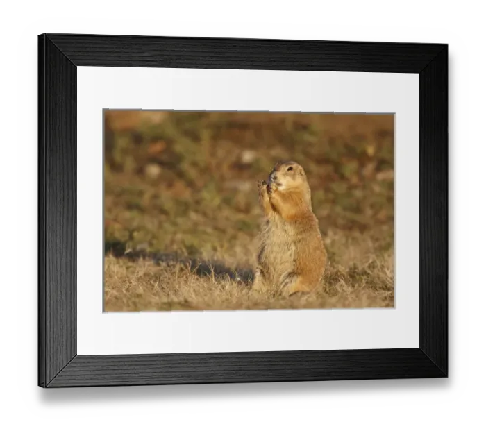 Framed Print : Wichita Mountains National Wildlife Refuge, Lawton, Oklahoma, USA, Black-tailed Prairie Dog Framed Print : Wichita Mountains National Wildlife Refuge, Lawton, Oklahoma, USA, Black-tailed Prairie Dog