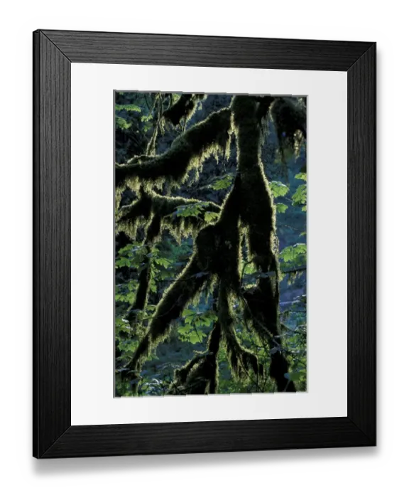 Framed Print : N. A. USA, Oregon, Columbia River Gorge National Scenic Area Moss-draped branch Framed Print : N. A. USA, Oregon, Columbia River Gorge National Scenic Area Moss-draped branch
