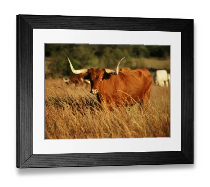 Framed Print : USA, Oklahoma, Longhorn bull in field