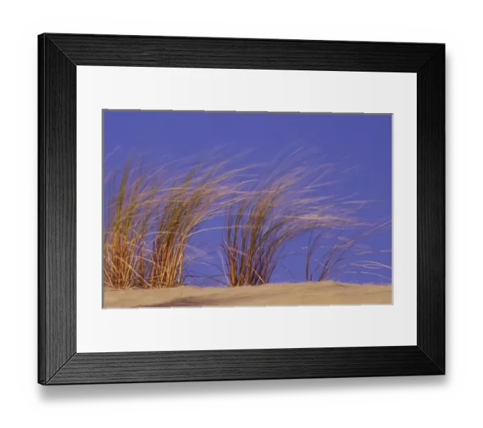 Framed Print : N. A. USA, Oregon, Oregon Dunes National Monument Dune grass blowing in the wind Framed Print : N. A. USA, Oregon, Oregon Dunes National Monument Dune grass blowing in the wind