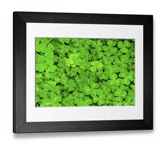 Framed Print : Wood Sorrel pattern (Oxalis oregana) Columbia River Gorge National Scenic Area, OR Framed Print : Wood Sorrel pattern (Oxalis oregana) Columbia River Gorge National Scenic Area, OR