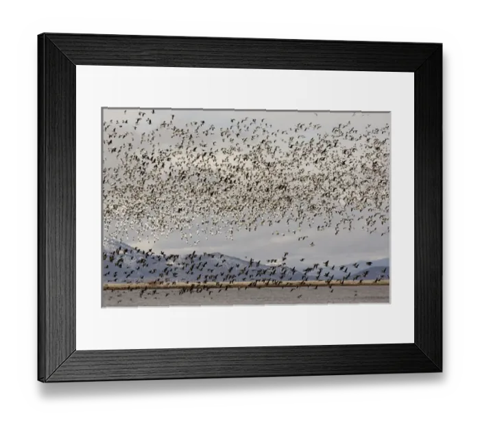 Framed Print : Massive flock of Snow Geese in flight, Klamath Basin, Klamath Falls, Oregon Framed Print : Massive flock of Snow Geese in flight, Klamath Basin, Klamath Falls, Oregon