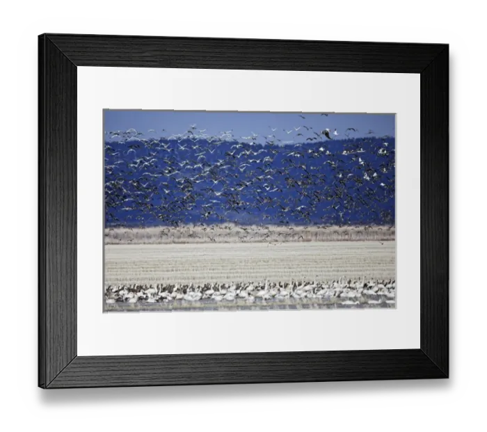 Framed Print : Tundra Swans and Greater White-fronted geese in flight, Klamath Basin, Klamath Falls Framed Print : Tundra Swans and Greater White-fronted geese in flight, Klamath Basin, Klamath Falls