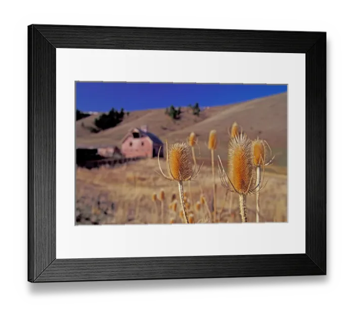 Framed Print : USA, Oregon, Wallowa County, pink barn, dried teasel foreground Framed Print : USA, Oregon, Wallowa County, pink barn, dried teasel foreground
