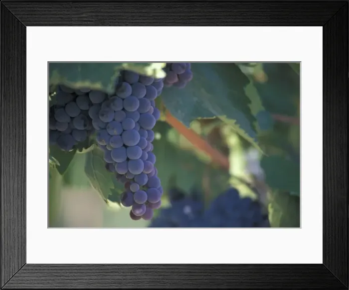 Framed Print : North America, USA, OR, Umatilla County, Seven Hills Vineyard Sangiovese grape