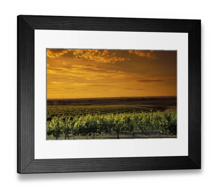 Framed Print : North America, USA, OR, Umatilla County, Seven Hills Vineyard vineyard with orange Framed Print : North America, USA, OR, Umatilla County, Seven Hills Vineyard vineyard with orange