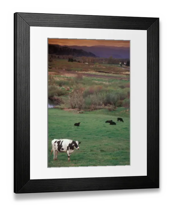 Framed Print : Cattle out to Pasture, Clatskanie, OR Framed Print : Cattle out to Pasture, Clatskanie, OR