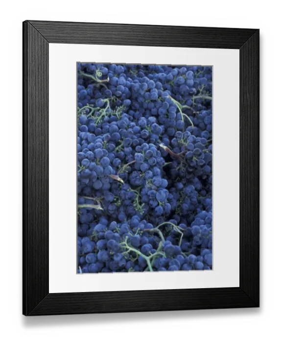 Framed Print : North America, USA, OR, Umatilla County, Seven Hills Vineyard grape details in Framed Print : North America, USA, OR, Umatilla County, Seven Hills Vineyard grape details in