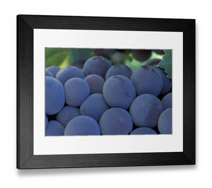 Framed Print : North America, USA, OR, Umatilla County, Seven Hills Vineyard fully ripened Sangiovese Framed Print : North America, USA, OR, Umatilla County, Seven Hills Vineyard fully ripened Sangiovese