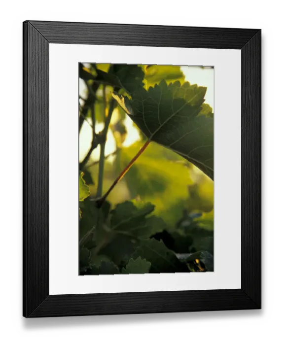 Framed Print : North America, USA, OR, Umatilla County, Seven Hills Vineyard grape leaf detail Framed Print : North America, USA, OR, Umatilla County, Seven Hills Vineyard grape leaf detail