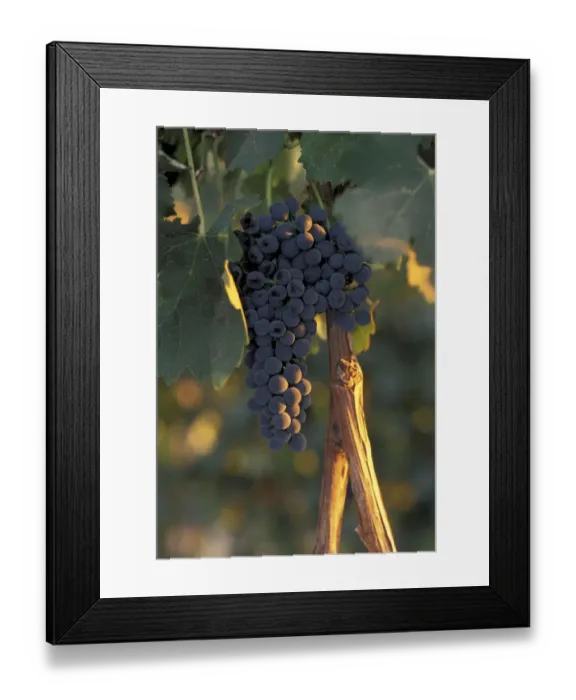 Framed Print : North America, USA, OR, Umatilla County, Seven Hills Vineyard grape cluster hangs Framed Print : North America, USA, OR, Umatilla County, Seven Hills Vineyard grape cluster hangs