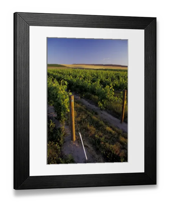 Framed Print : North America, USA, OR, Umatilla County, Seven Hills Vineyard vineyard detail Framed Print : North America, USA, OR, Umatilla County, Seven Hills Vineyard vineyard detail