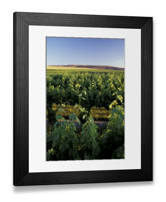 Framed Print : North America, USA, OR, Umatilla County, Seven Hills Vineyard vine and vineyard detail