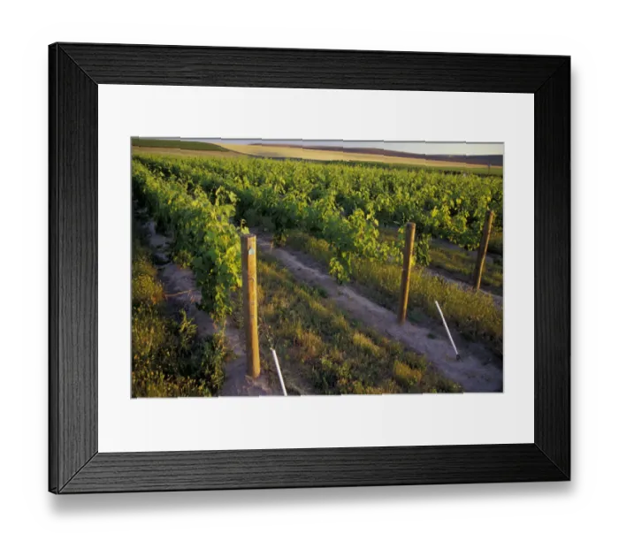 Framed Print : North America, USA, OR, Umatilla County, Seven Hills Vineyard vineyard detail Framed Print : North America, USA, OR, Umatilla County, Seven Hills Vineyard vineyard detail