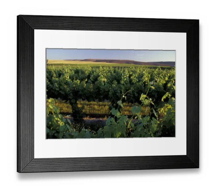 Framed Print : North America, USA, OR, Umatilla County, Seven Hills Vineyard vine and vineyard detail